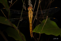 Pantala flavescens