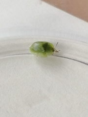 Cassida dorsovittata