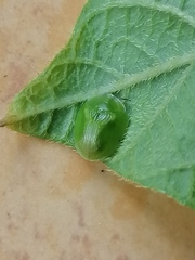 Cassida dorsovittata