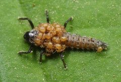 Parasitiformes