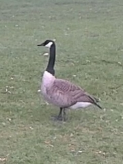 Branta canadensis