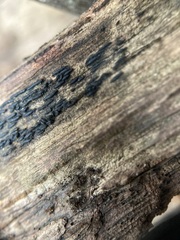 Psiloglonium stygium