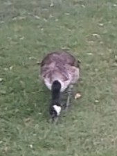 Branta canadensis