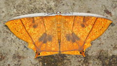 Thinopteryx crocoptera