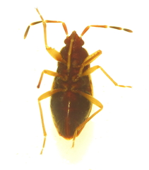 Targarema electa