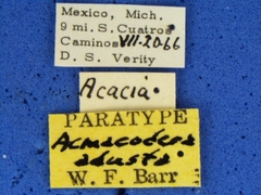 Acmaeodera adusta
