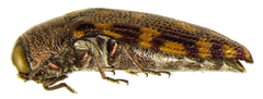 Acmaeodera adusta