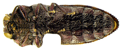 Acmaeodera adusta