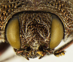 Acmaeodera adusta