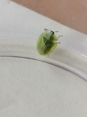 Cassida dorsovittata