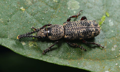 Xylinada
