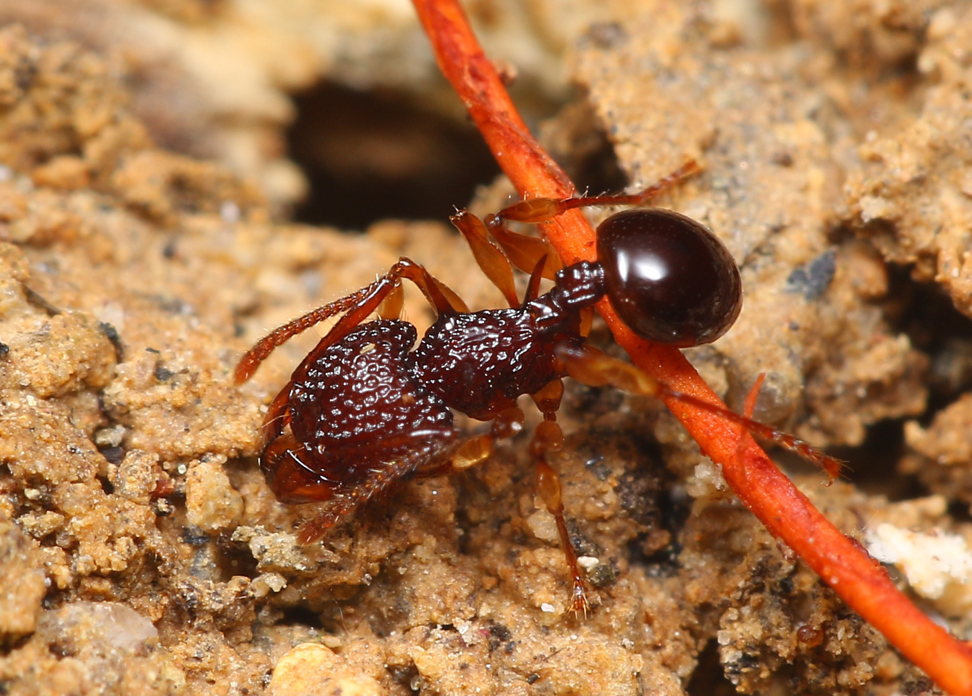 Acanthomyrmex glabfemoralis