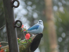 Thraupis episcopus cana