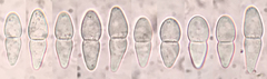 Psiloglonium stygium