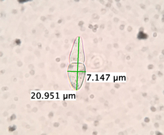 Psiloglonium stygium