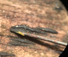 Psiloglonium stygium