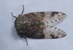 Eopycna coelestia