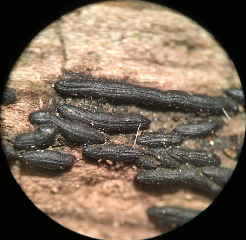 Psiloglonium clavisporum, 2021-11-28