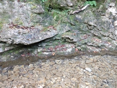 Adiantum capillus-veneris