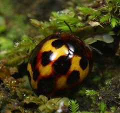 Derispia tricolor
