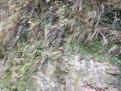 Adiantum capillus-veneris