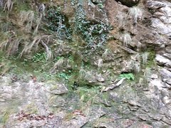 Adiantum capillus-veneris