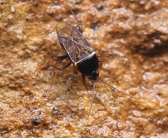 Lamproplax majuscula