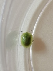 Cassida dorsovittata