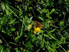 Butleria quilla
