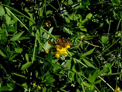 Butleria quilla