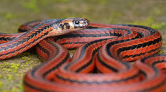 Calliophis nigrescens