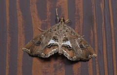 Paracymoriza