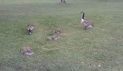 Branta canadensis