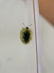 Cassida dorsovittata