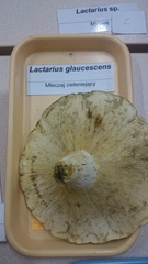 Lactifluus glaucescens