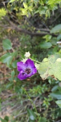 Corynabutilon