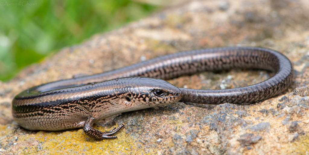Two-Lined Ground Skink