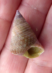 Micrelenchus purpureus