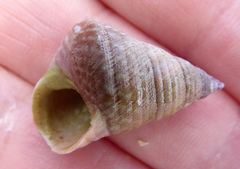 Micrelenchus purpureus