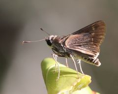 Platylesches robustus robustus