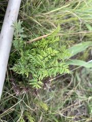 Cheilanthes quadripinnata