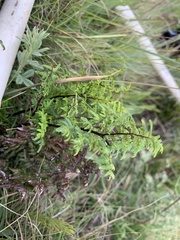 Cheilanthes quadripinnata
