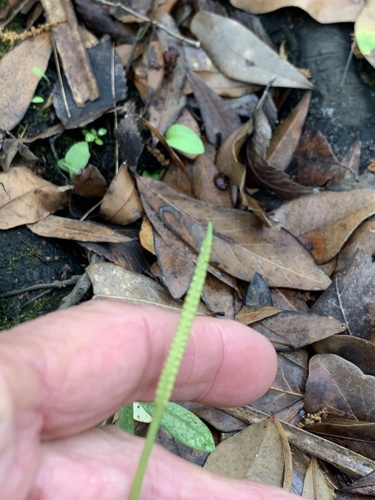 Ophioglossum petiolatum image