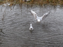 Chroicocephalus ridibundus