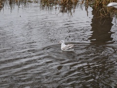 Chroicocephalus ridibundus