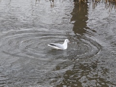 Chroicocephalus ridibundus