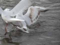 Chroicocephalus ridibundus