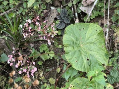 Begonia serotina