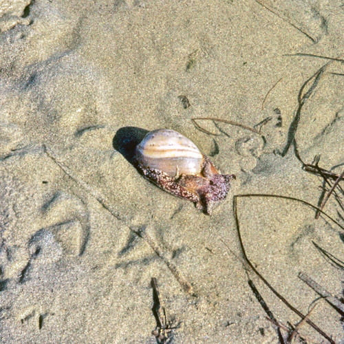 Bulla gouldiana
