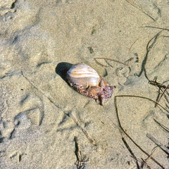 Bulla gouldiana
